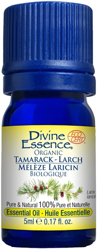Picture of Divine Essence Divine Essence Larch Tamarack (Organic), 5ml