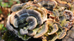 Picture of Host Defense Turkey Tail , 60 caps