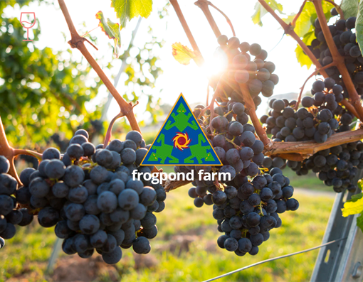Picture of  Frogpond Farm Organic Winery Tasting Experience